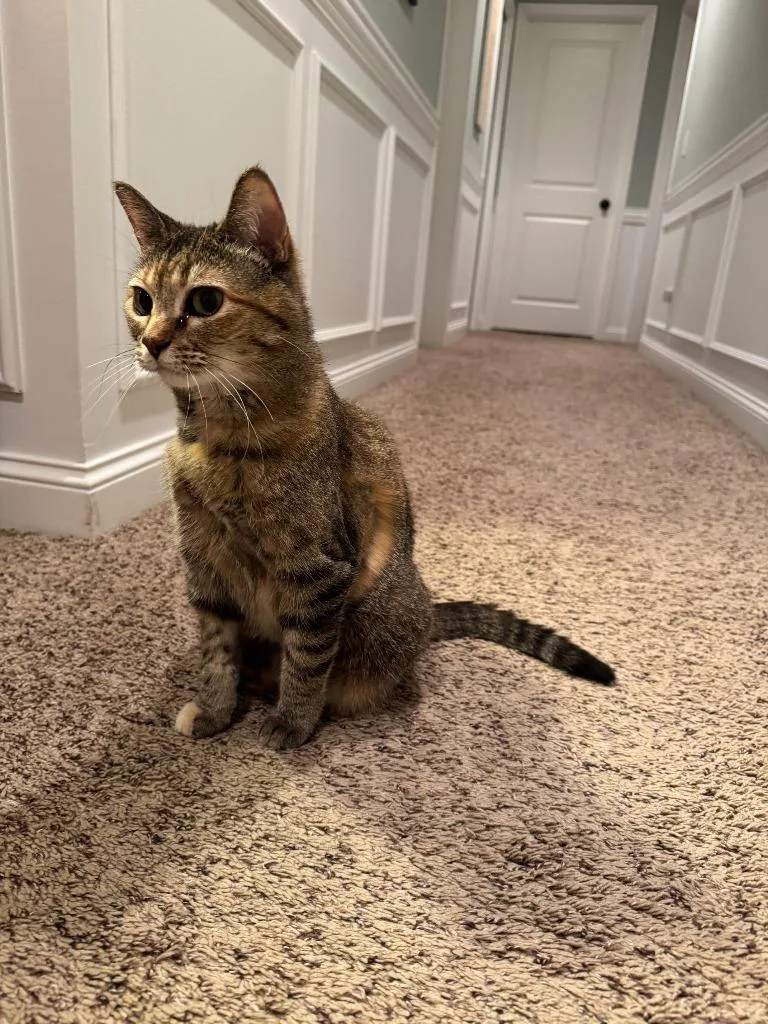 An adult medium-sized female Domestic Short Hair cat named Bear Reese for adoption in Minneapolis, MN