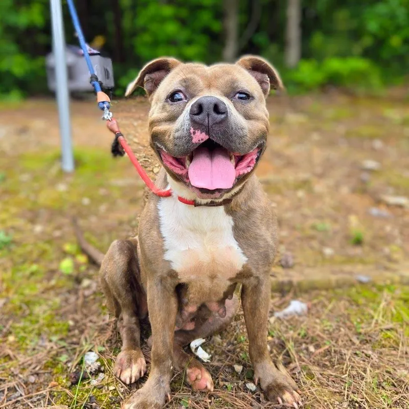 An adult medium-sized female Pit Bull Terrier dog named Diamond for adoption in Douglasville, GA
