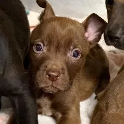 A baby small-sized female Brown / Chocolate Mixed Breed dog named Coco for adoption in Hinsdale, IL