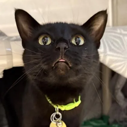 An adult medium-sized female Black Domestic Short Hair cat named Salem for adoption in Lansing, MI