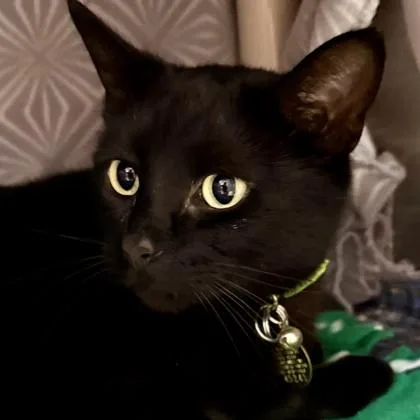 Salem thumbnail 3