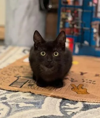 A young medium-sized female Black Domestic Short Hair cat named Peanut for adoption in Huntington, NY