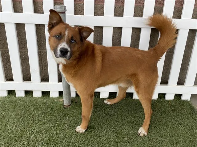 An adult large-sized male Australian Shepherd dog named Chester for adoption in Modesto, CA