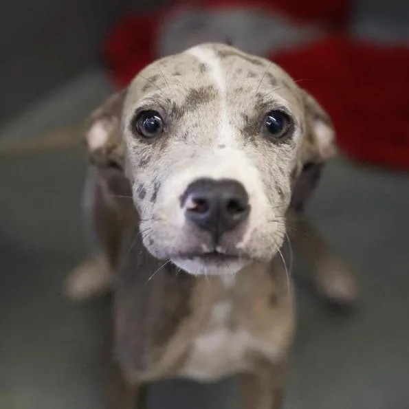 A baby small-sized female Gray / Blue / Silver American Staffordshire Terrier dog named Hazel for adoption in San Antonio, TX