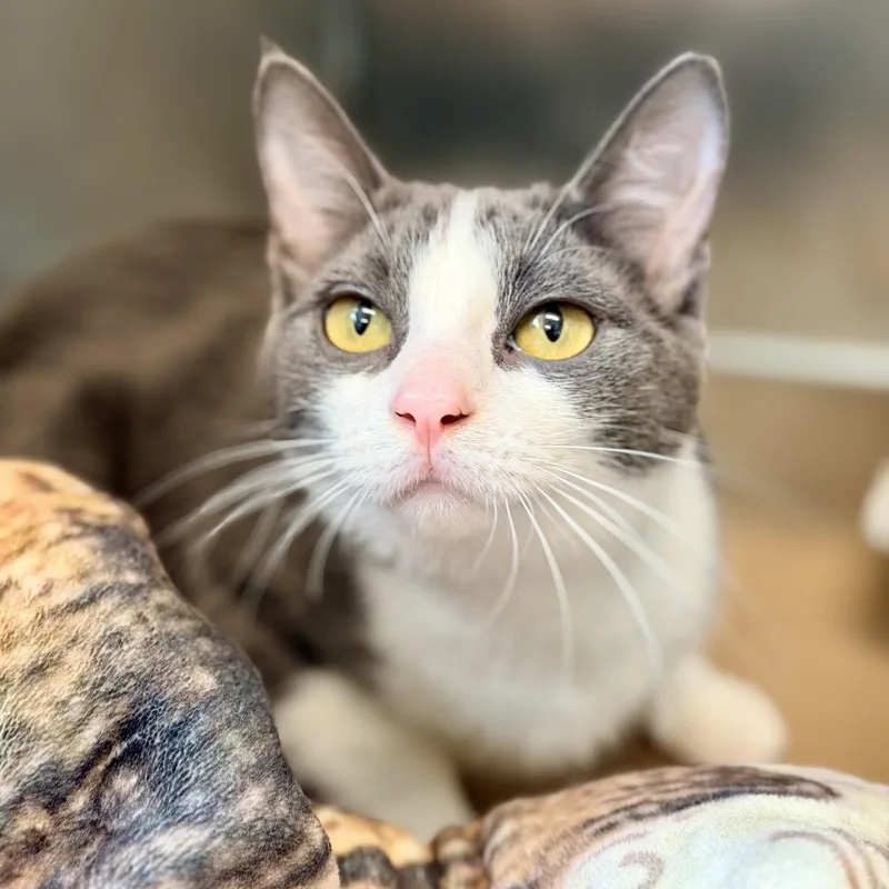 An adult medium-sized female Gray & White Domestic Short Hair cat named Liberty for adoption in Jackson, NJ