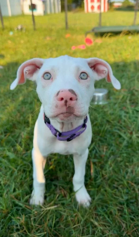 A baby medium-sized female White / Cream Pit Bull Terrier dog named Hannah for adoption in TULSA, OK