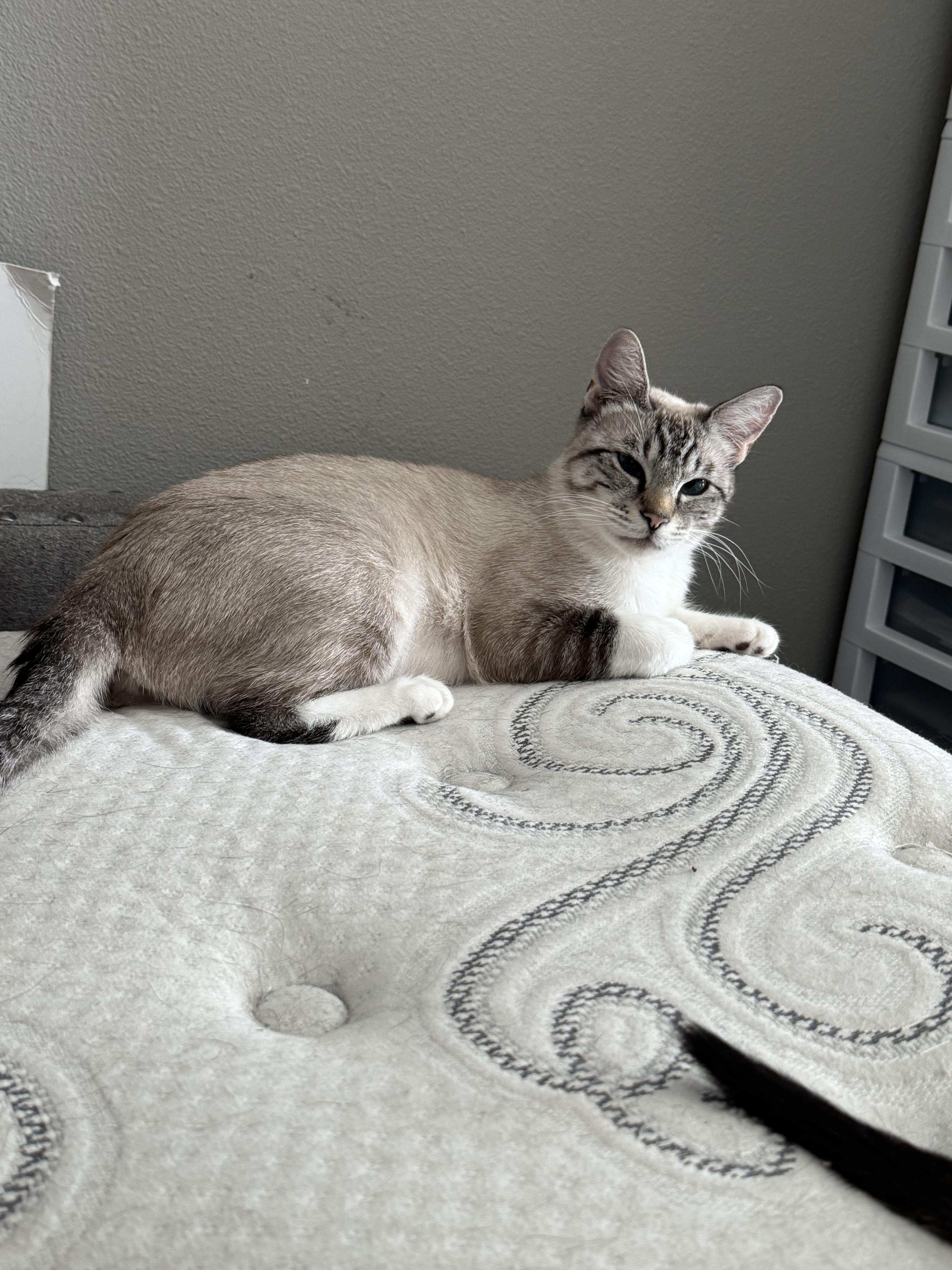 A young medium-sized female Cream / Ivory Bombay cat named Saylor Loving Siamese for adoption in Kirkland, WA