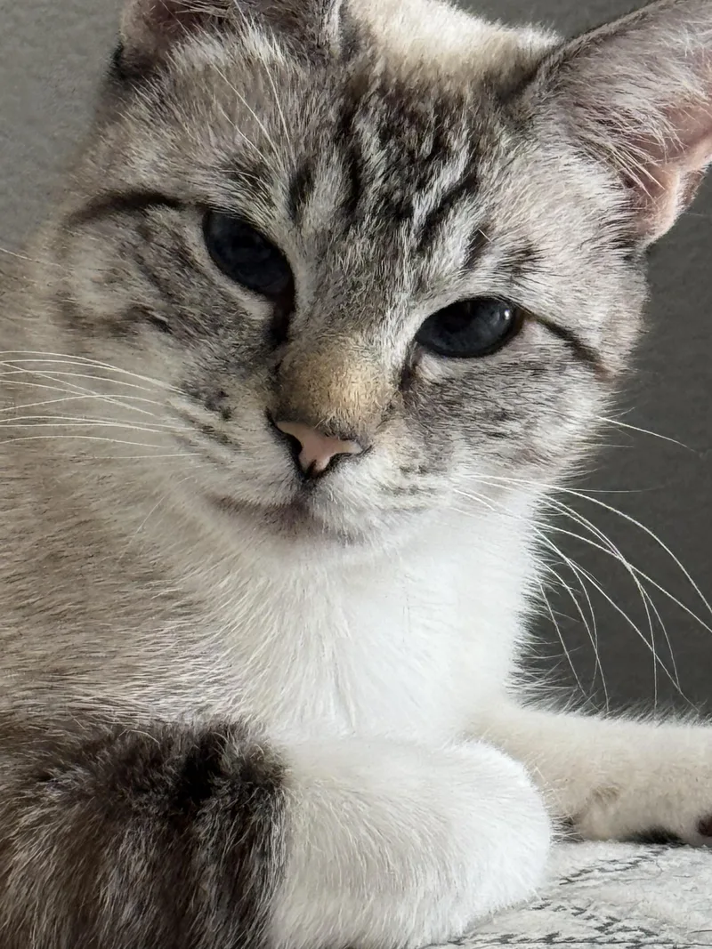Saylor  Loving Siamese thumbnail 3