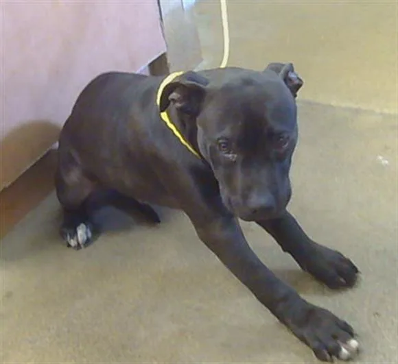 A baby small-sized male Pit Bull Terrier dog named Conasham for adoption in Sacramento, CA