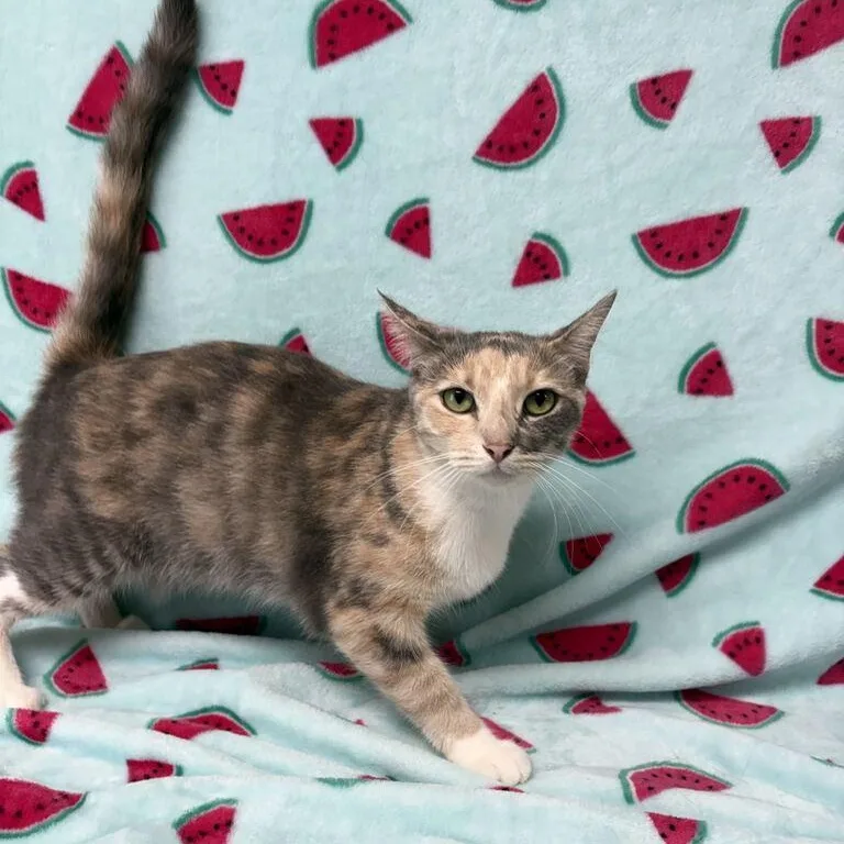 A young medium-sized female Dilute Tortoiseshell Domestic Short Hair cat named Charm for adoption in Valdosta, GA