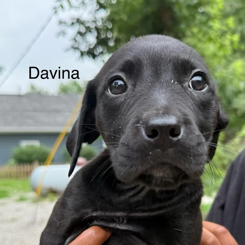 Davina