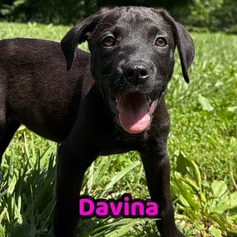 Davina thumbnail 3