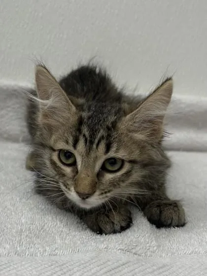 A young small-sized female Domestic Medium Hair cat named Cosima for adoption in Phoenix, AZ