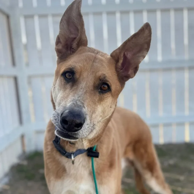 An adult medium-sized male Australian Shepherd dog named Graham for adoption in Tehachapi, CA