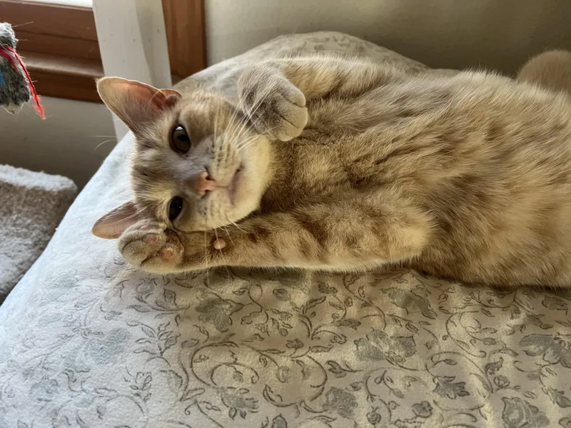 An adult large-sized male Buff / Tan / Fawn Domestic Short Hair cat named Archie for adoption in Roseville, MN