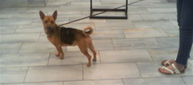 An adult small-sized female Mixed Breed dog named Lady for adoption in Charlotte, NC