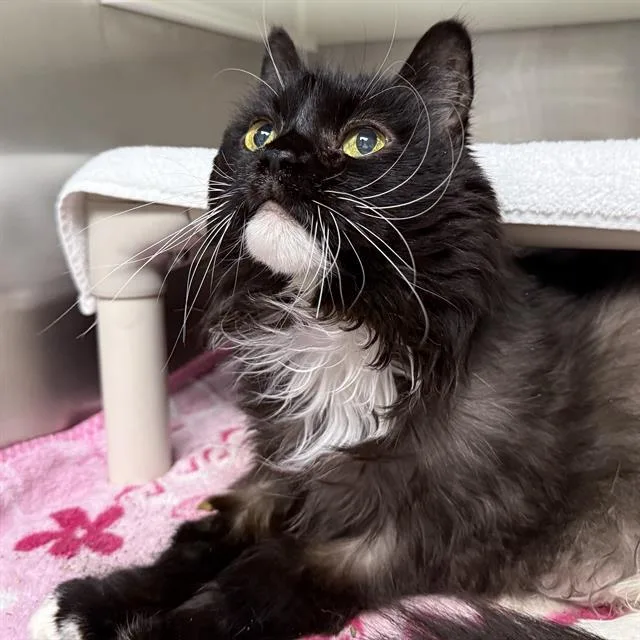 A senior small-sized female Domestic Short Hair cat named Sammy for adoption in Las Vegas, NV