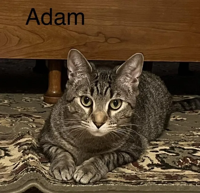 A young medium-sized male Tabby (Brown / Chocolate) Tabby cat named Adam for adoption in Buffalo, NY