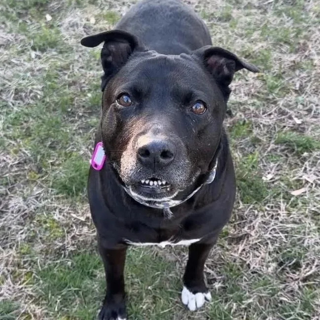 A senior large-sized female Black Labrador Retriever dog named Priss for adoption in Cranston, RI