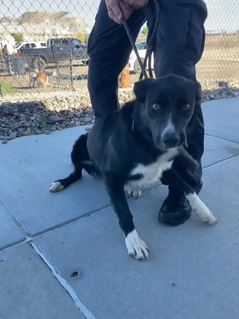 A young large-sized male Border Collie dog named Boots for adoption in Green River, WY