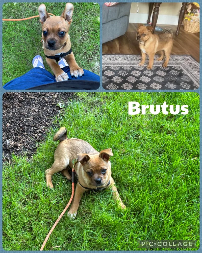 A baby small-sized male Chihuahua dog named Brutus for adoption in Newberg, OR