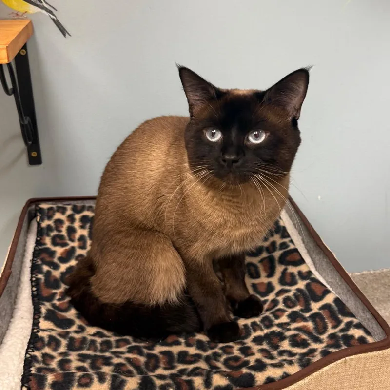 An adult small-sized male Siamese cat named White Dragon for adoption in Naperville, IL