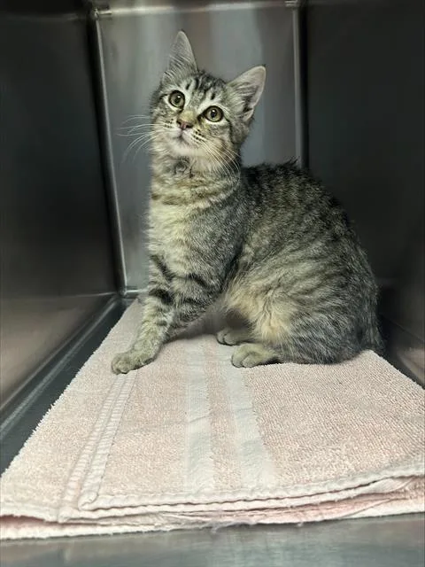 A baby small-sized female Domestic Medium Hair cat named Corrinne for adoption in Santa Cruz, CA