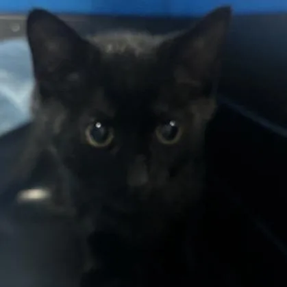 A baby small-sized female Black Domestic Short Hair cat named Jade for adoption in New York, NY