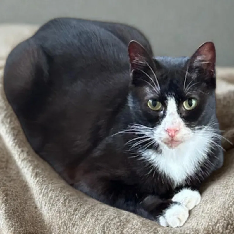 An adult medium-sized female Black & White / Tuxedo Tuxedo cat named Wanda for adoption in Dallas, TX
