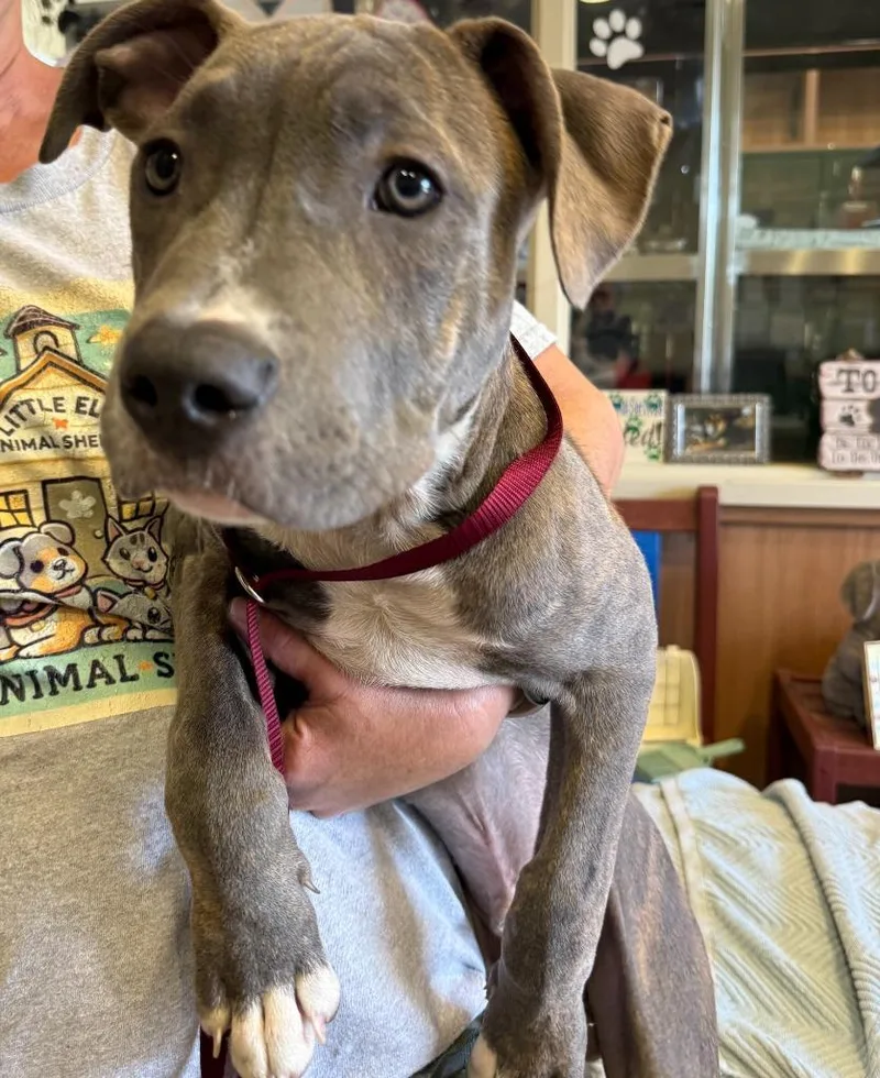A baby large-sized male Pit Bull Terrier dog named Lucky for adoption in Little Elm, TX