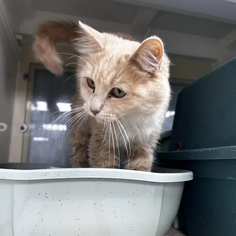 An adult small-sized female Buff / Tan / Fawn Domestic Medium Hair cat named Annie for adoption in Pleasant Hill, MO
