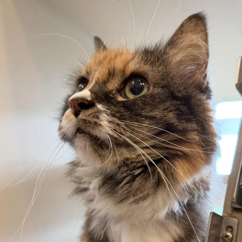 A senior medium-sized female Domestic Medium Hair cat named Princess for adoption in Gloucester, VA