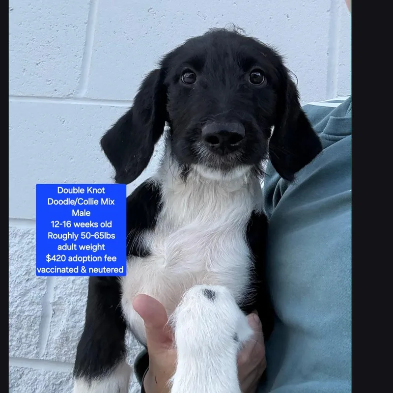A baby large-sized male Labradoodle dog named Double Knot for adoption in Oviedo, FL