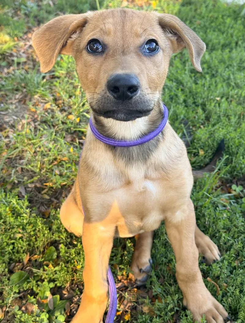 A baby medium-sized female Hound dog named Rae for adoption in Anderson, IN