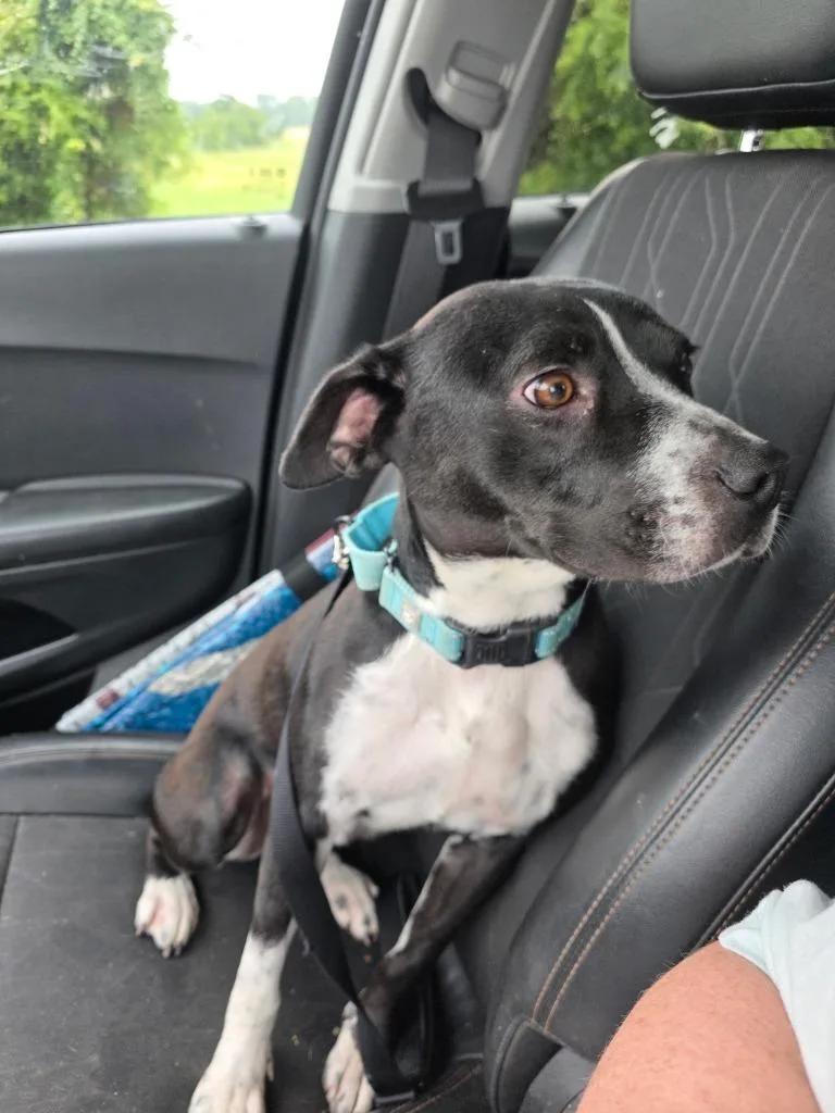 A young medium-sized male Mixed Breed dog named FinCOURTESY LISTING for adoption in Peru, NY