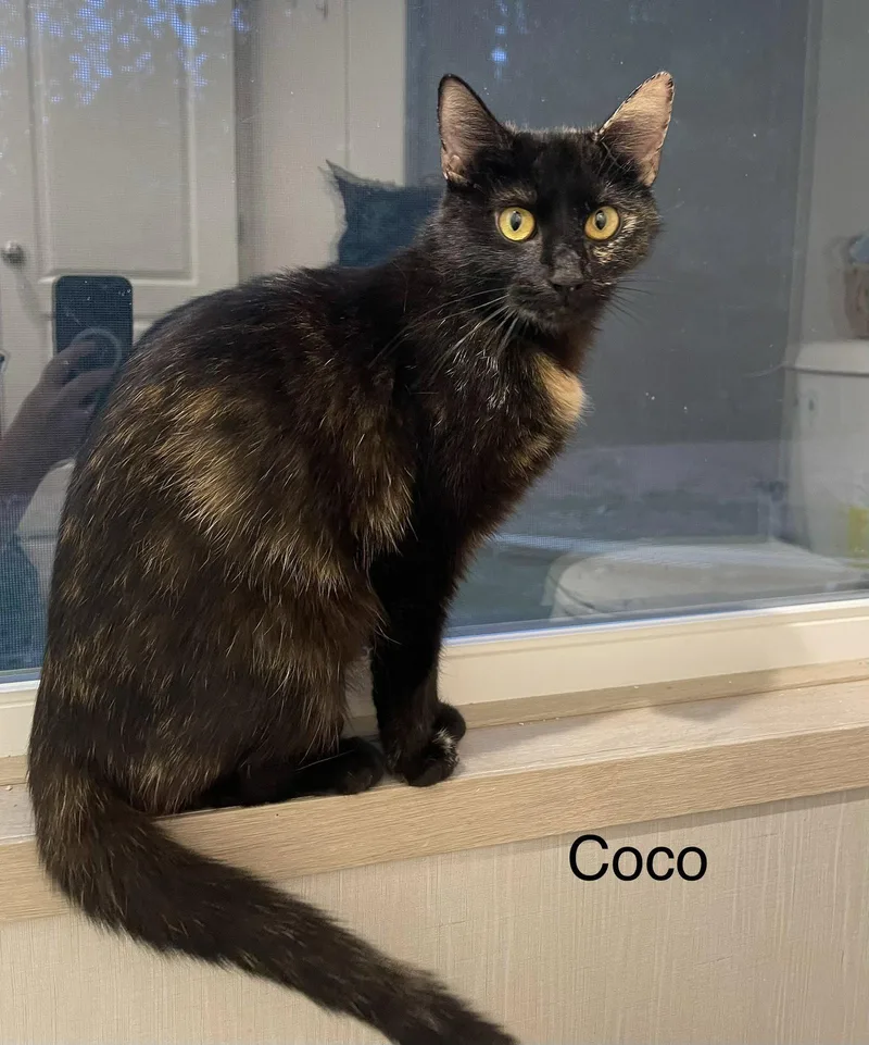 An adult medium-sized female Domestic Short Hair cat named CoCo for adoption in Herndon, VA
