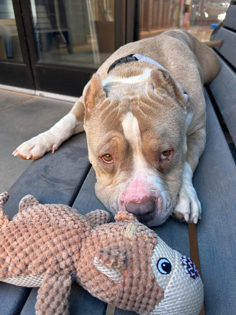 An adult large-sized female American Staffordshire Terrier dog named Munchkin for adoption in Cottonwood, AZ