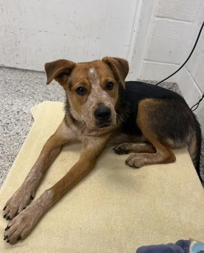 A young medium-sized female Black Mixed Breed dog named Savannah for adoption in Kansas City, MO
