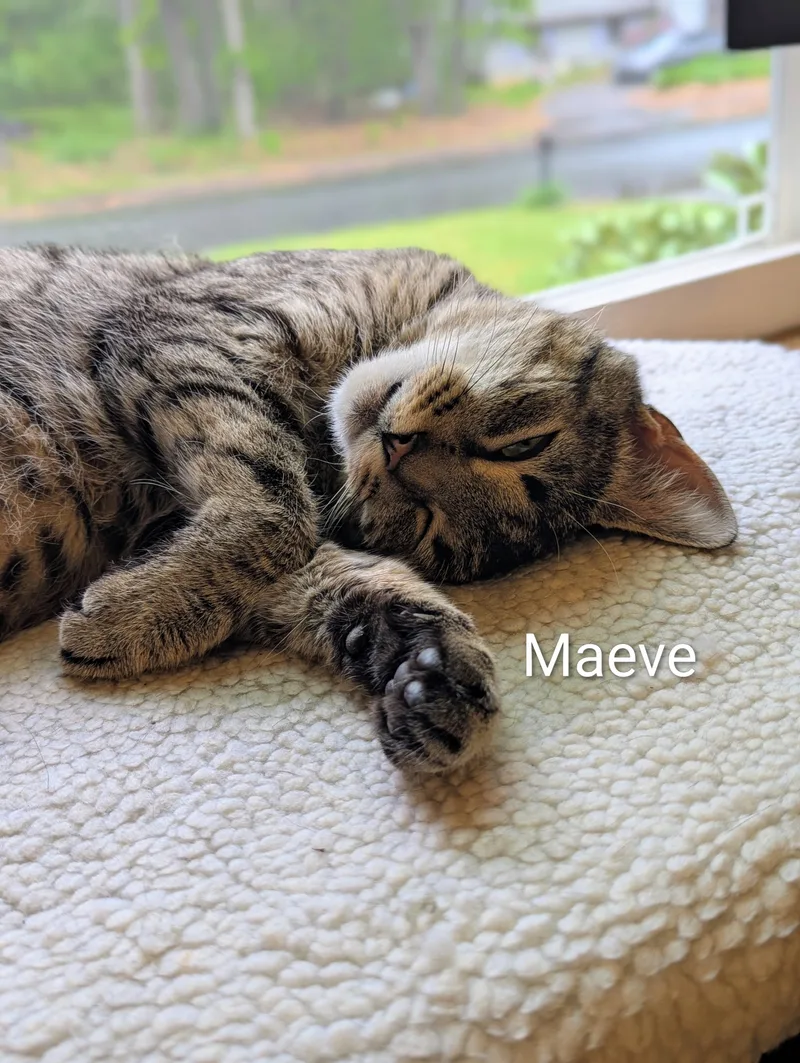 Maeve