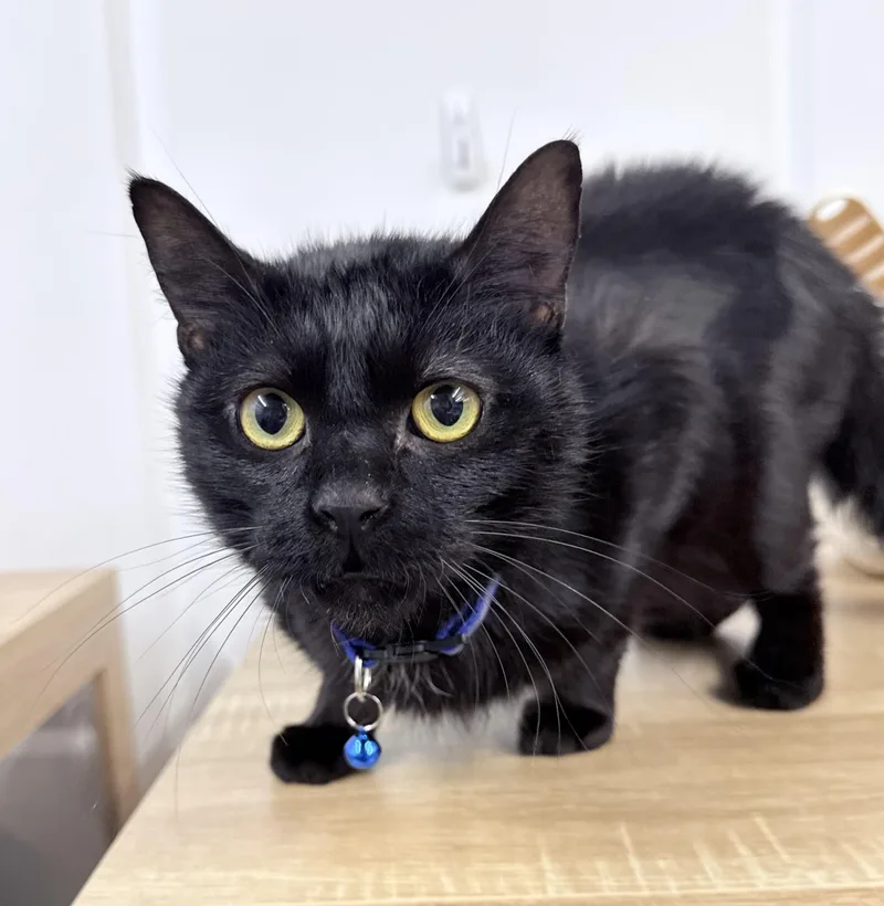 A young medium-sized male Black American Shorthair cat named Sunday for adoption in Philadelphia, PA
