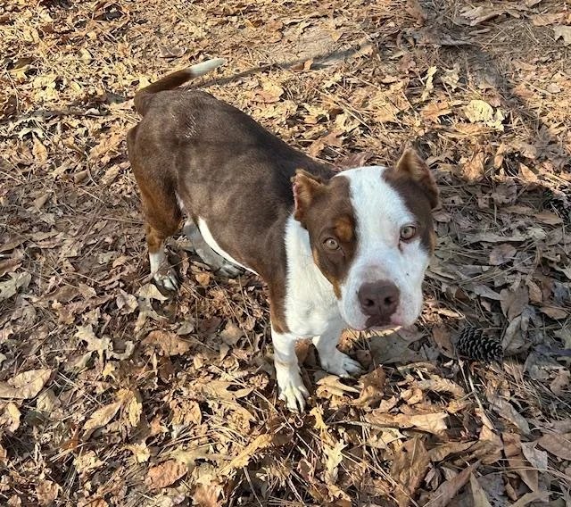 Finnagan thumbnail 4