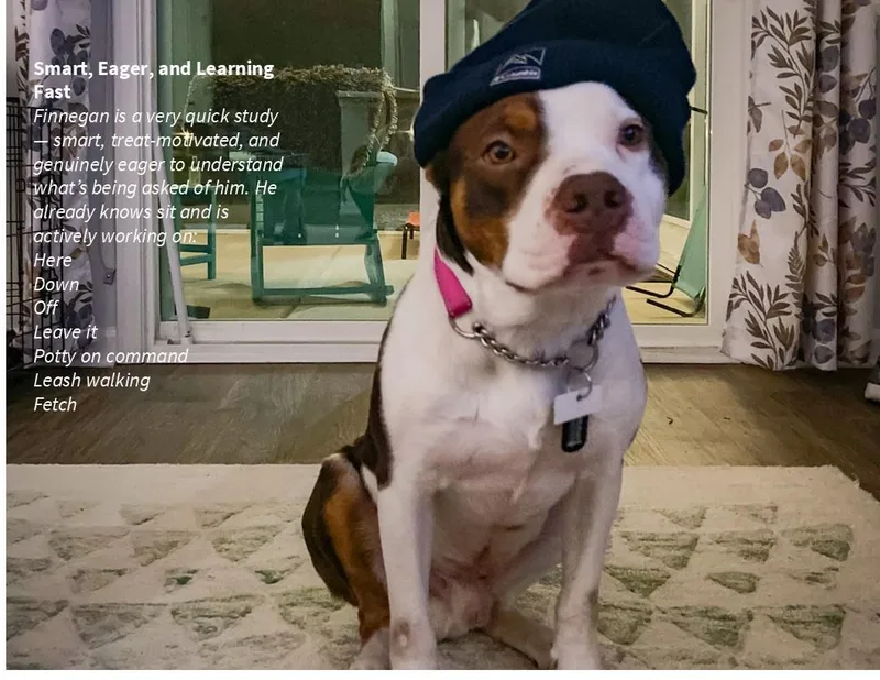 Finnagan thumbnail 5