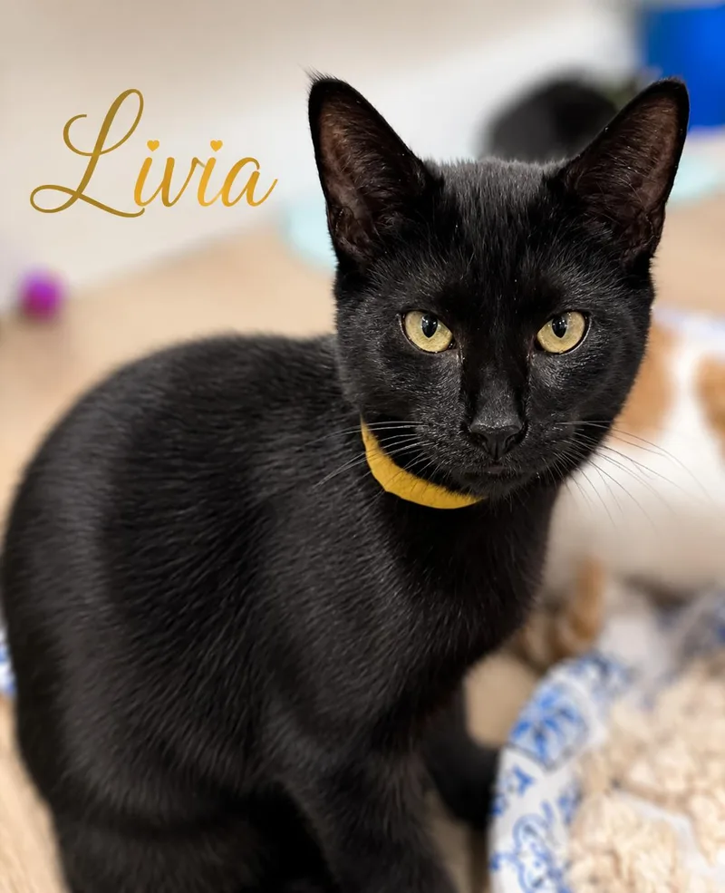 A baby medium-sized female Black Domestic Short Hair cat named Livia for adoption in Greenville, DE