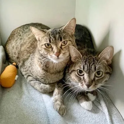 An adult small-sized female Domestic Short Hair cat named Echo for adoption in Wheaton, IL