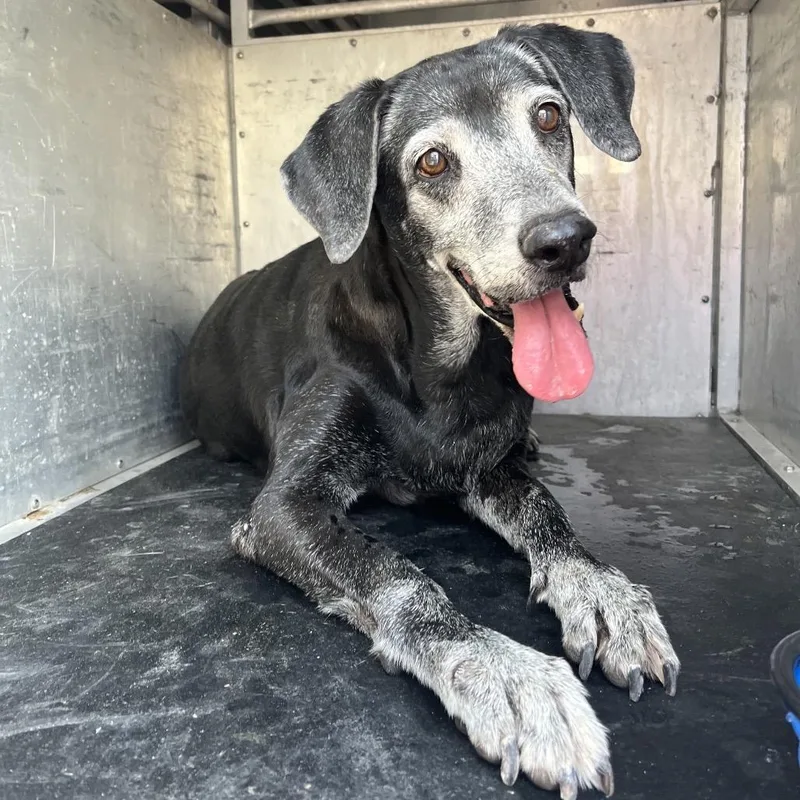 A senior medium-sized female Shepherd dog named Spammi for adoption in Edinburg, TX