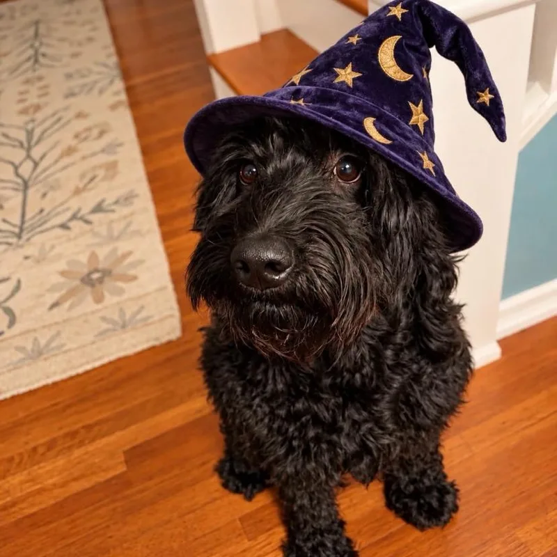 An adult medium-sized male Labradoodle dog named Baz for adoption in Philadelphia, PA