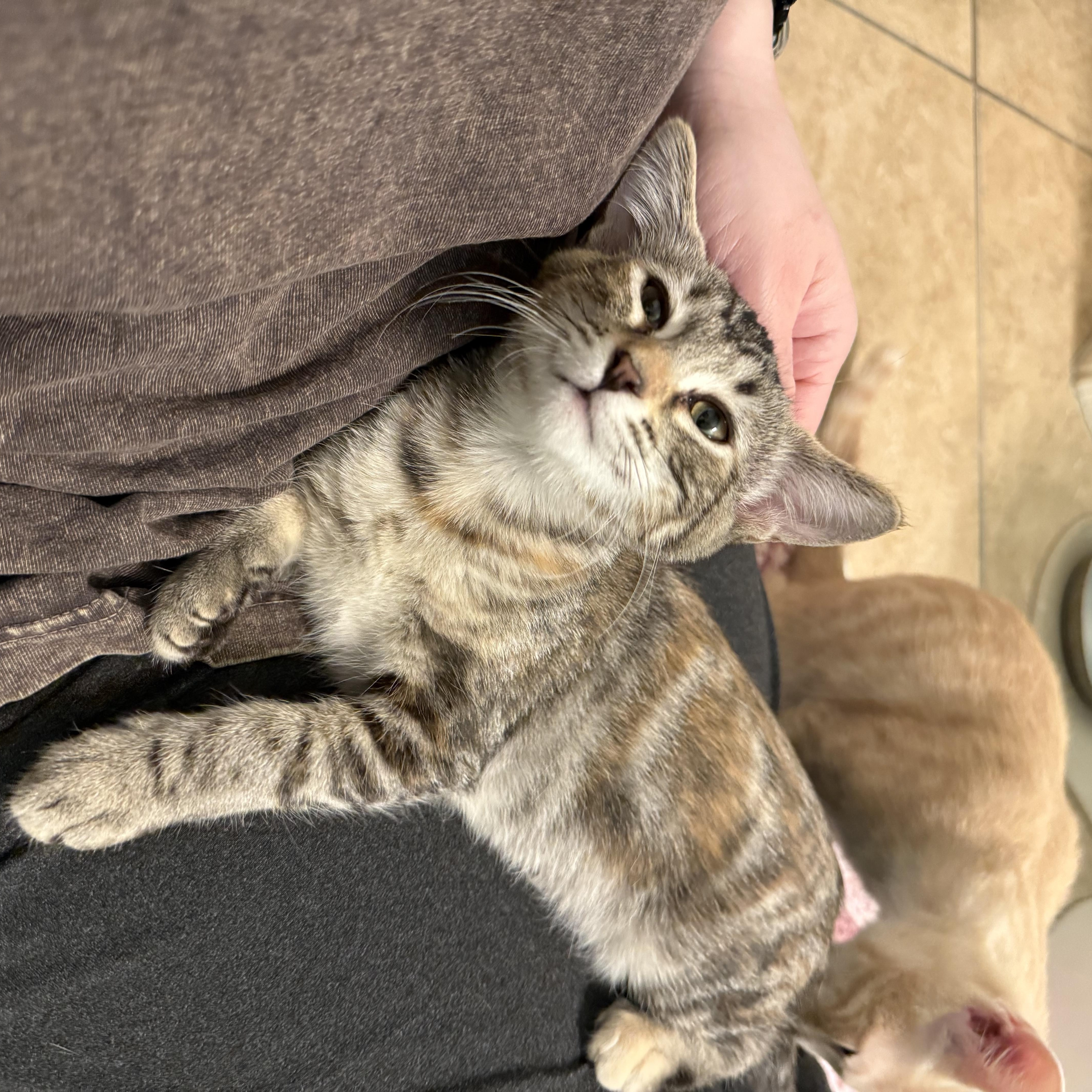 A baby small-sized female Domestic Short Hair cat named Chappell for adoption in Chandler, AZ