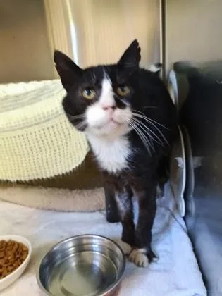 An adult medium-sized male Domestic Short Hair cat named Stacks for adoption in Independence, MO