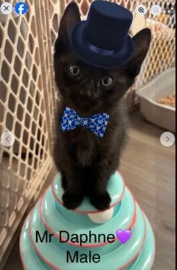 Mister D