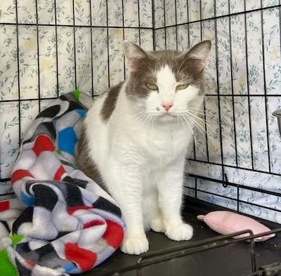 A senior medium-sized male Gray & White Domestic Short Hair cat named Skimble for adoption in Palmyra, VA